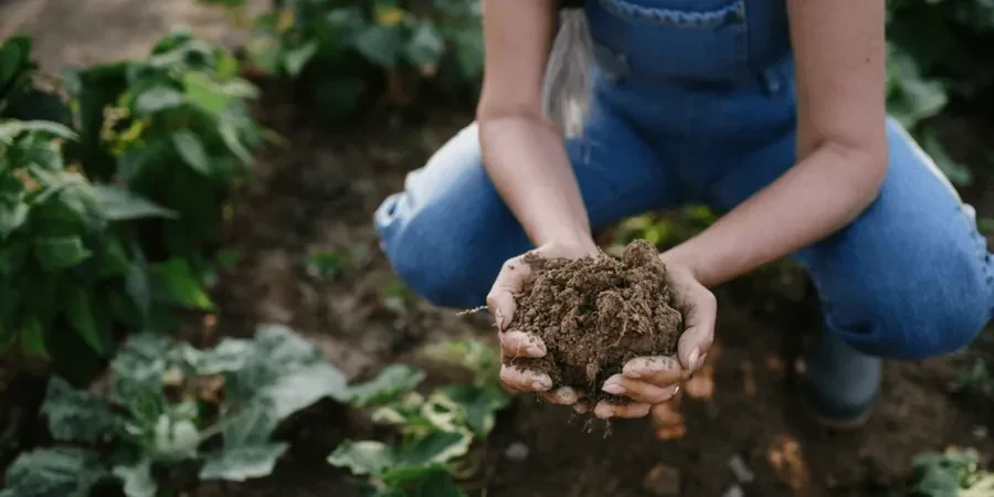 Image illustrative de Gestion des sols organiques à Bordeaux